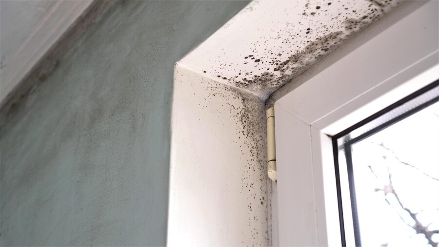 Mold Remediation by Structure Medic